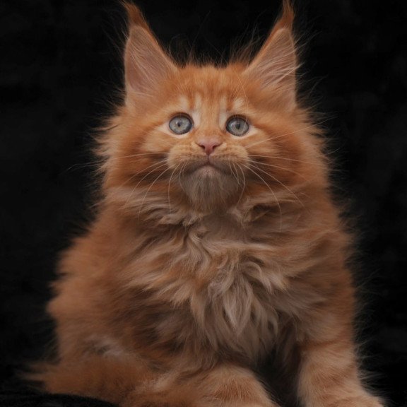 Maine Coon NOV Sally