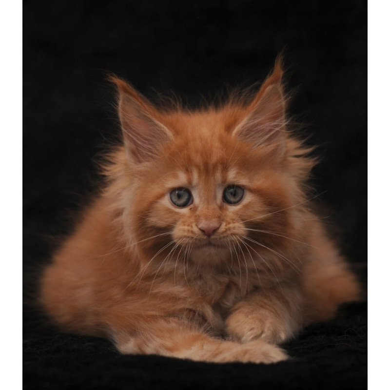 Maine Coon NOV Sally
