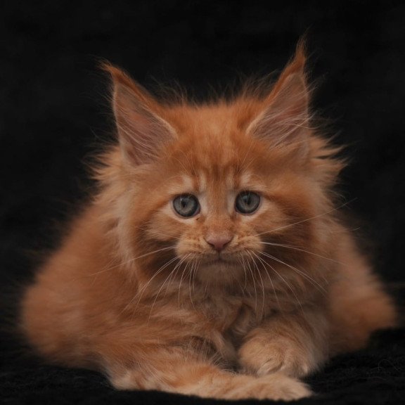 Maine Coon NOV Sally