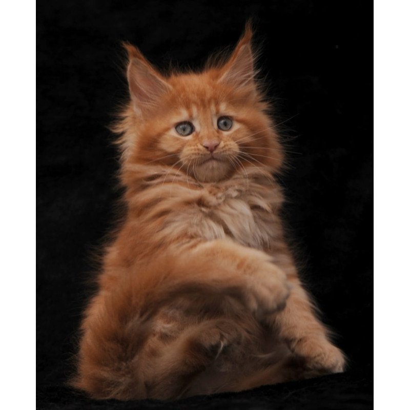 Maine Coon NOV Sally