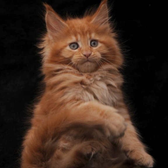 Maine Coon NOV Sally