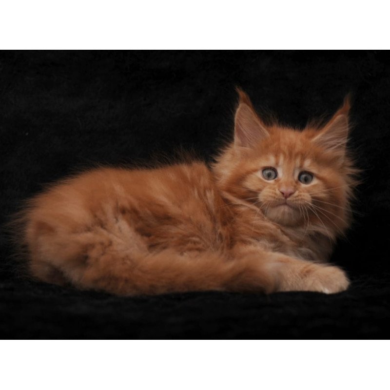 Maine Coon NOV Sally