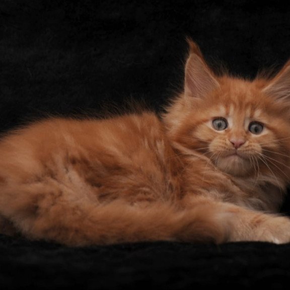 Maine Coon NOV Sally