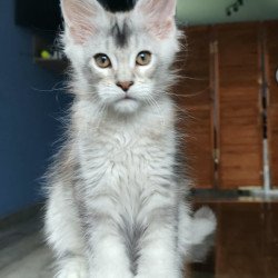 Maine Coon NOV Triumph...