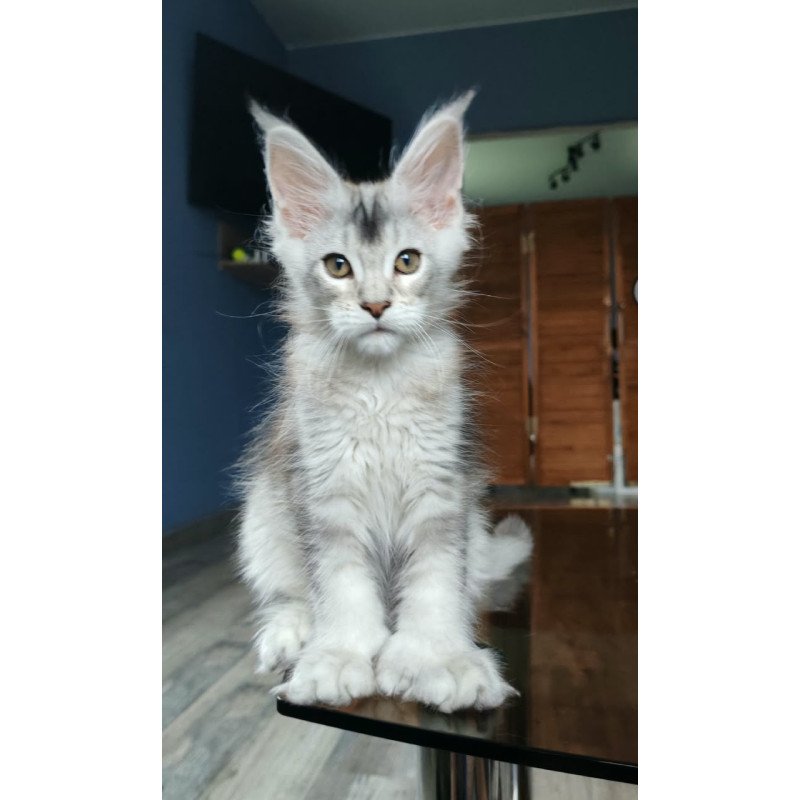 Maine Coon NOV Triumph Polydactyl