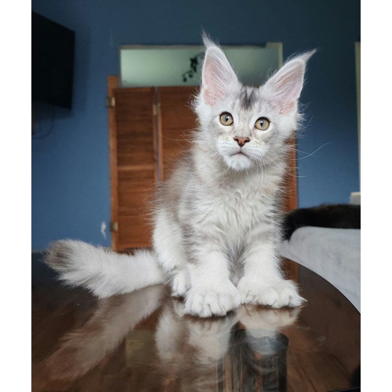 Maine Coon NOV Triumph Polydactyl