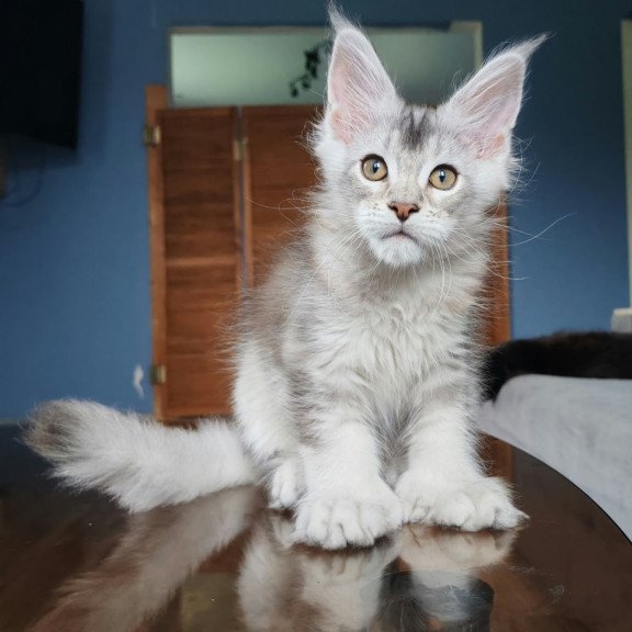 Maine Coon NOV Triumph Polydactyl