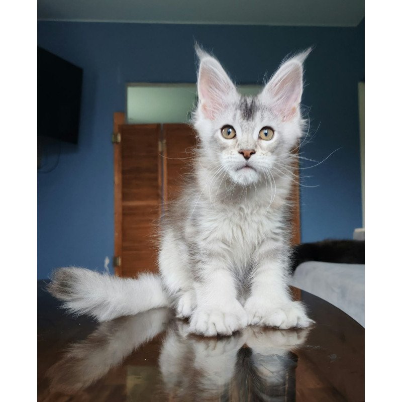 Maine Coon NOV Triumph Polydactyl