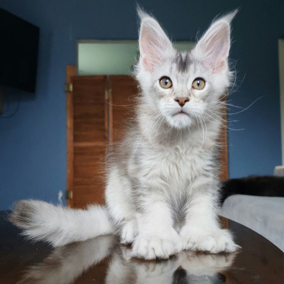 Maine Coon NOV Triumph Polydactyl
