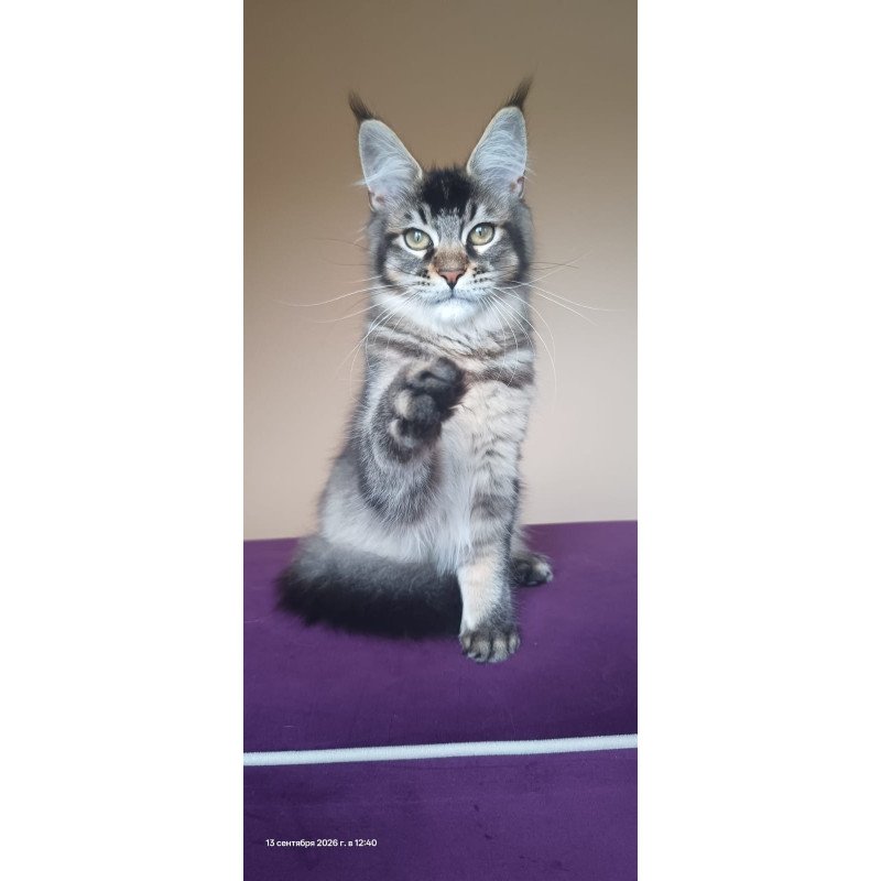 Maine Coon NOV Elif