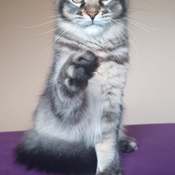Maine Coon NOV Elif