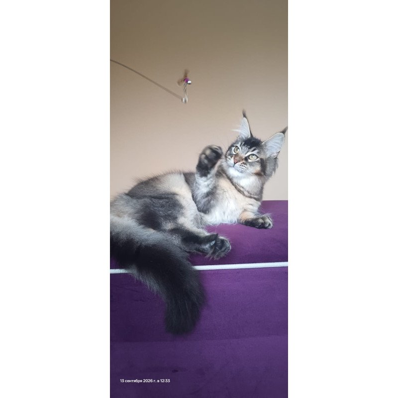 Maine Coon NOV Elif