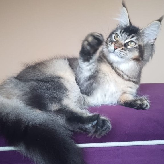 Maine Coon NOV Elif
