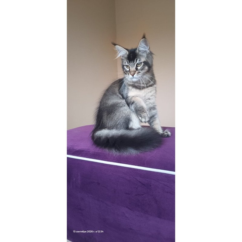 Maine Coon NOV Elif