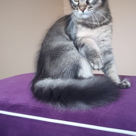 Maine Coon NOV Elif