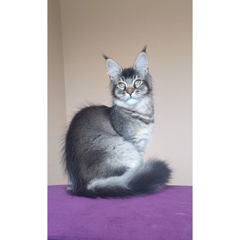 Maine Coon NOV Elif