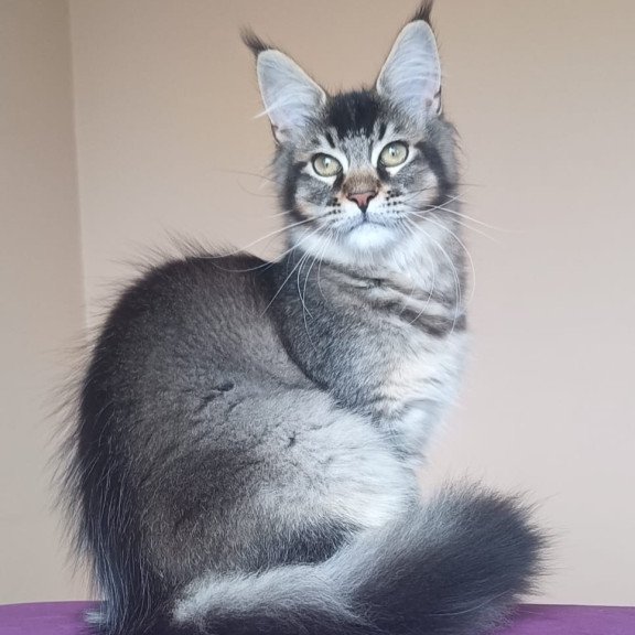 Maine Coon NOV Elif