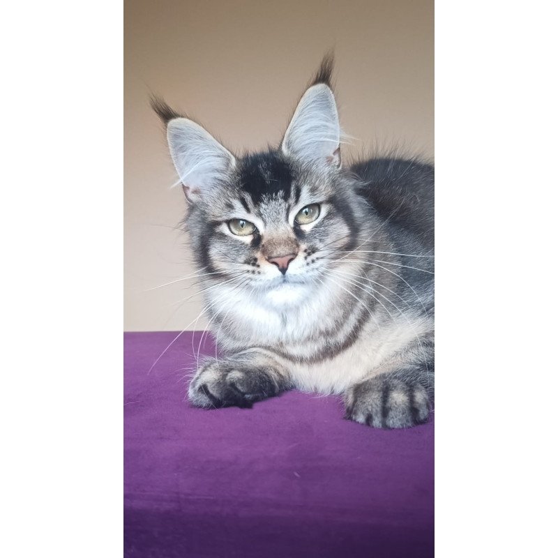 Maine Coon NOV Elif