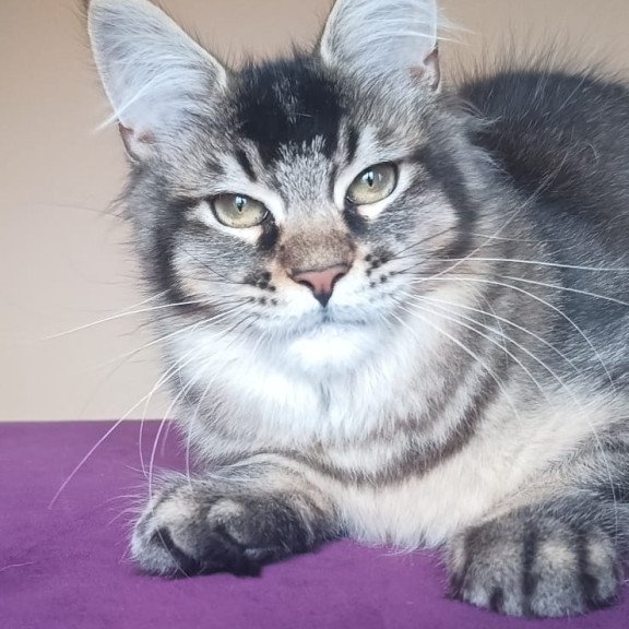 Maine Coon NOV Elif