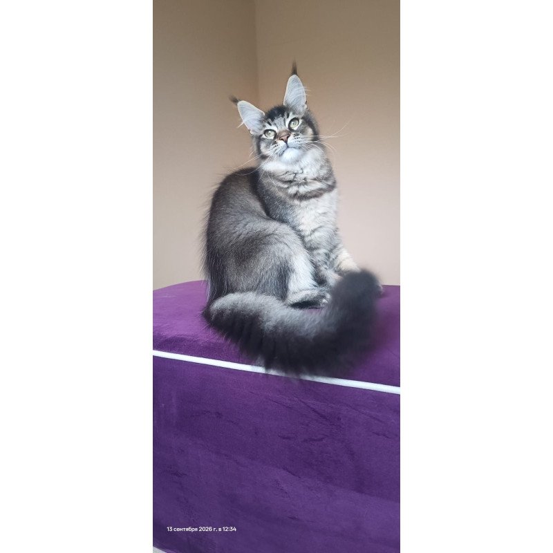 Maine Coon NOV Elif