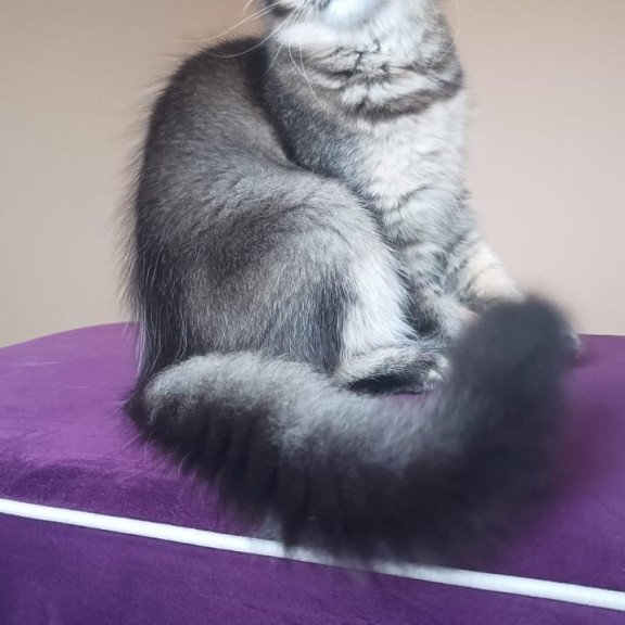 Maine Coon NOV Elif