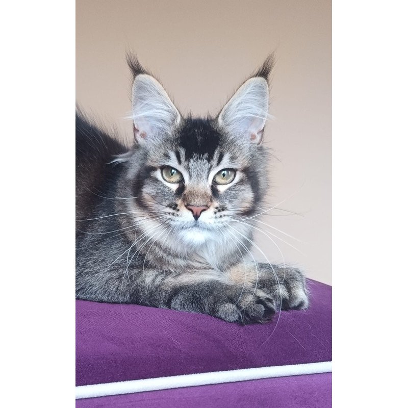 Maine Coon NOV Elif