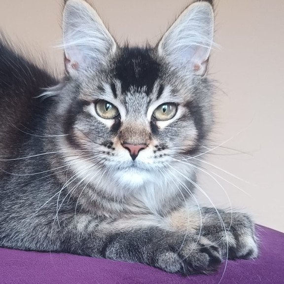 Maine Coon NOV Elif