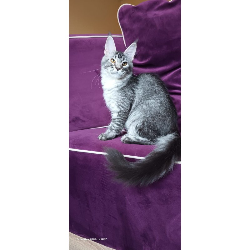 Maine Coon NOV Darsia