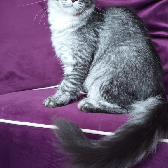 Maine Coon NOV Darsia