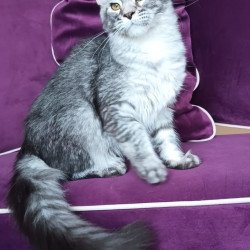 Maine Coon NOV Darsia