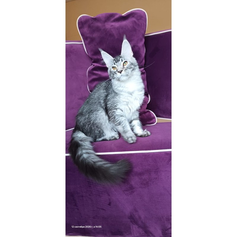 Maine Coon NOV Darsia