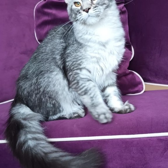 Maine Coon NOV Darsia