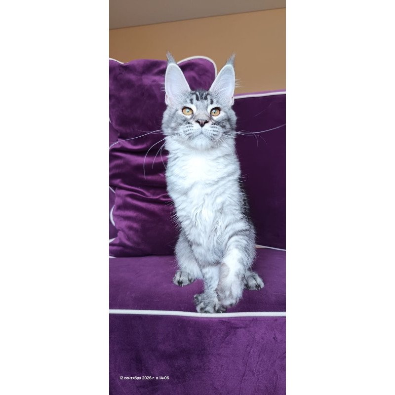 Maine Coon NOV Darsia