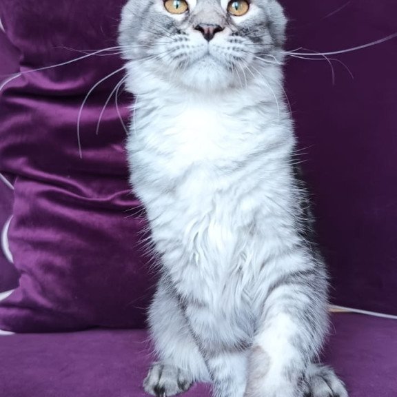 Maine Coon NOV Darsia