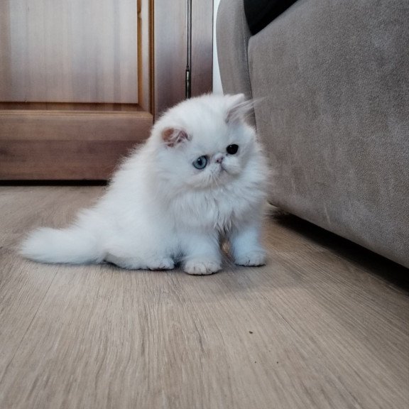 Persian EZ Holly