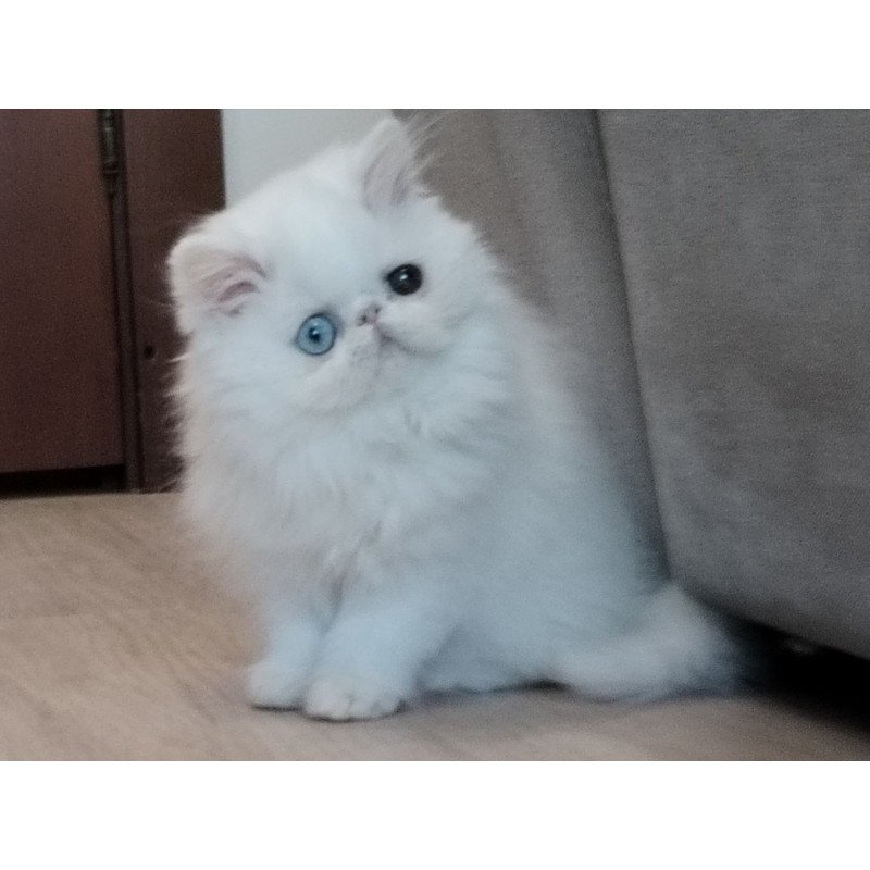 Persian EZ Holly