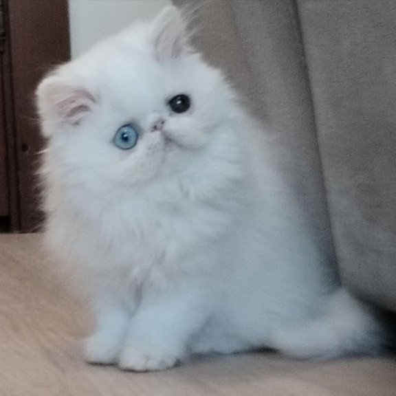 Persian EZ Holly