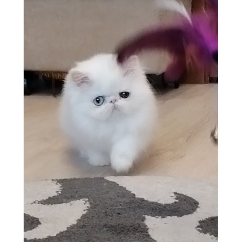 Persian EZ Holly