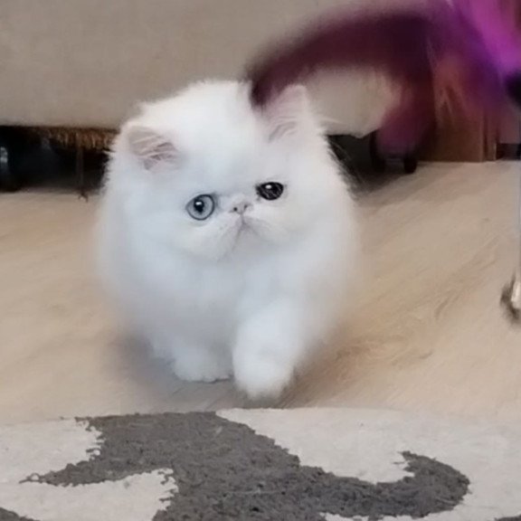 Persian EZ Holly