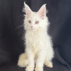 Maine Coon EZ Baron