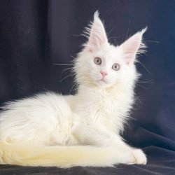 Maine Coon EZ Baron
