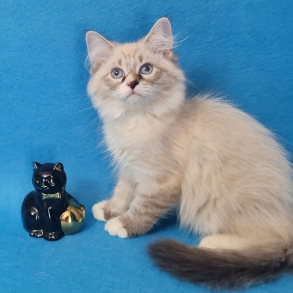 Siberian EZ Benji