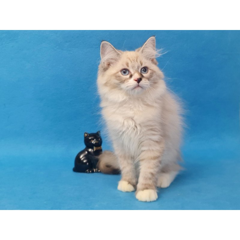 Siberian EZ Benji