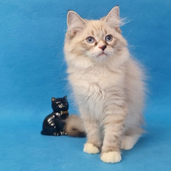 Siberian EZ Benji