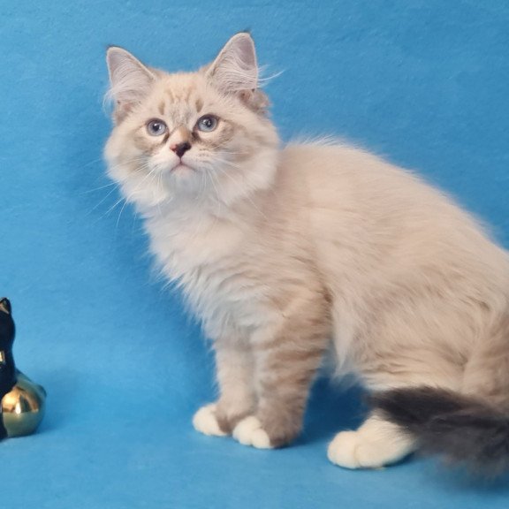 Siberian EZ Benji