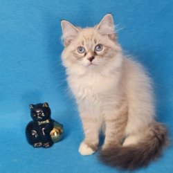 Siberian EZ Benji