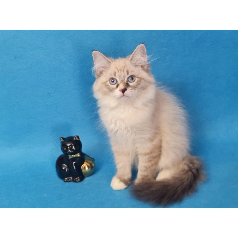 Siberian EZ Benji