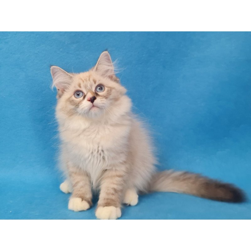 Siberian EZ Benji