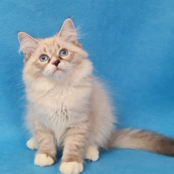 Siberian EZ Benji