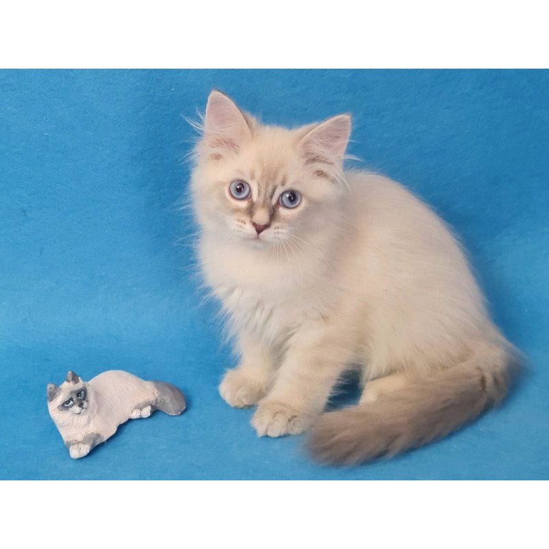 Siberian EZ Buddy